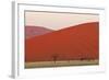 View of acacia trees and desert sand dunes, Sossusvlei, Namib Desert, Namib-Naukluft-Shem Compion-Framed Photographic Print