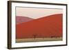 View of acacia trees and desert sand dunes, Sossusvlei, Namib Desert, Namib-Naukluft-Shem Compion-Framed Photographic Print