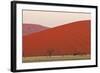 View of acacia trees and desert sand dunes, Sossusvlei, Namib Desert, Namib-Naukluft-Shem Compion-Framed Photographic Print