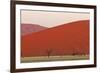 View of acacia trees and desert sand dunes, Sossusvlei, Namib Desert, Namib-Naukluft-Shem Compion-Framed Photographic Print