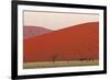 View of acacia trees and desert sand dunes, Sossusvlei, Namib Desert, Namib-Naukluft-Shem Compion-Framed Photographic Print