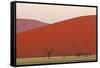 View of acacia trees and desert sand dunes, Sossusvlei, Namib Desert, Namib-Naukluft-Shem Compion-Framed Stretched Canvas