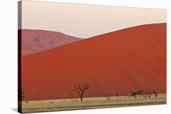 View of acacia trees and desert sand dunes, Sossusvlei, Namib Desert, Namib-Naukluft-Shem Compion-Stretched Canvas