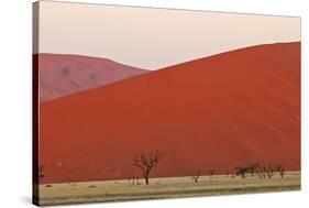 View of acacia trees and desert sand dunes, Sossusvlei, Namib Desert, Namib-Naukluft-Shem Compion-Stretched Canvas