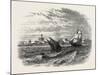 View of Alexandria (From the Sea). Egypt, on the Coast of the Southern Mediterranean-null-Mounted Giclee Print