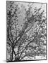View of an Apple Tree in Blossom, from a Story Concerning Johnny Appleseed-Walter Sanders-Mounted Photographic Print
