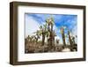 View of an Area with Opuntia Cactus at Galapagos Island of Santa Cruz-BlueOrange Studio-Framed Photographic Print