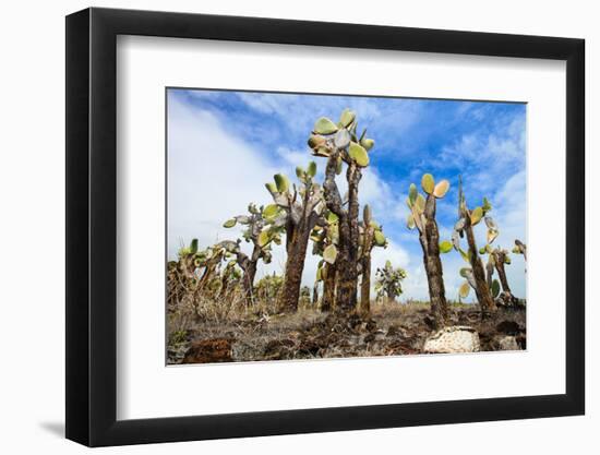 View of an Area with Opuntia Cactus at Galapagos Island of Santa Cruz-BlueOrange Studio-Framed Photographic Print