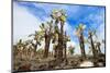 View of an Area with Opuntia Cactus at Galapagos Island of Santa Cruz-BlueOrange Studio-Mounted Photographic Print