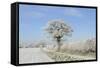 View of arable farmland with track, hedgerow and trees covered with rime frost, Norfolk, England-Gary Smith-Framed Stretched Canvas