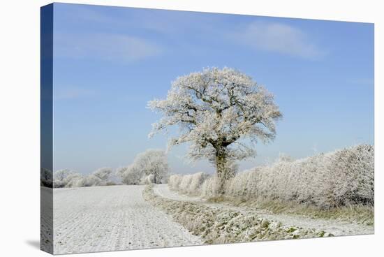 View of arable farmland with track, hedgerow and trees covered with rime frost, Norfolk, England-Gary Smith-Stretched Canvas
