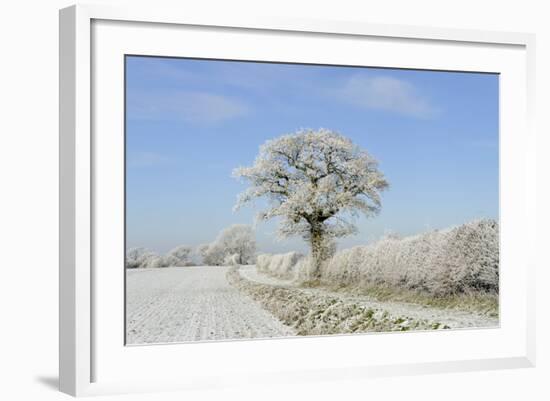 View of arable farmland with track, hedgerow and trees covered with rime frost, Norfolk, England-Gary Smith-Framed Photographic Print