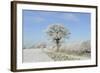 View of arable farmland with track, hedgerow and trees covered with rime frost, Norfolk, England-Gary Smith-Framed Photographic Print