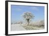 View of arable farmland with track, hedgerow and trees covered with rime frost, Norfolk, England-Gary Smith-Framed Photographic Print