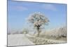 View of arable farmland with track, hedgerow and trees covered with rime frost, Norfolk, England-Gary Smith-Mounted Photographic Print