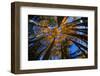 View of Aspen Trees Looking into Sky, Alaska, USA-Terry Eggers-Framed Photographic Print