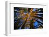 View of Aspen Trees Looking into Sky, Alaska, USA-Terry Eggers-Framed Photographic Print