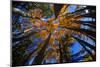 View of Aspen Trees Looking into Sky, Alaska, USA-Terry Eggers-Mounted Photographic Print