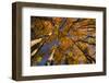 View of Aspen Trees Looking into Sky, Alaska, USA-Terry Eggers-Framed Photographic Print