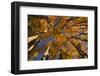 View of Aspen Trees Looking into Sky, Alaska, USA-Terry Eggers-Framed Photographic Print