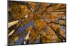 View of Aspen Trees Looking into Sky, Alaska, USA-Terry Eggers-Mounted Photographic Print