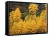 View of Autumn Aspen Grove on Mountain, Telluride, Colorado, USA-Stuart Westmorland-Framed Stretched Canvas