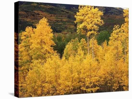 View of Autumn Aspen Grove on Mountain, Telluride, Colorado, USA-Stuart Westmorland-Stretched Canvas