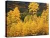 View of Autumn Aspen Grove on Mountain, Telluride, Colorado, USA-Stuart Westmorland-Stretched Canvas