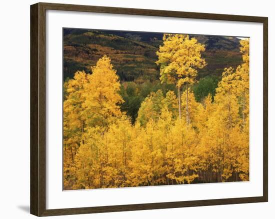 View of Autumn Aspen Grove on Mountain, Telluride, Colorado, USA-Stuart Westmorland-Framed Photographic Print