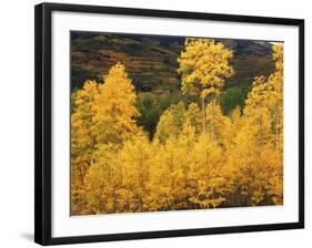 View of Autumn Aspen Grove on Mountain, Telluride, Colorado, USA-Stuart Westmorland-Framed Photographic Print