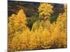 View of Autumn Aspen Grove on Mountain, Telluride, Colorado, USA-Stuart Westmorland-Mounted Photographic Print