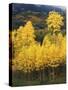 View of Autumn Aspen Grove on Mountain, Telluride, Colorado, USA-Stuart Westmorland-Stretched Canvas