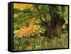 View of Autumn Forest, Vermont, USA-Walter Bibikow-Framed Stretched Canvas