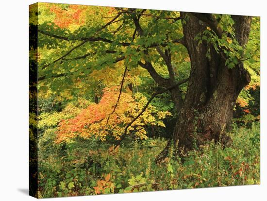 View of Autumn Forest, Vermont, USA-Walter Bibikow-Stretched Canvas