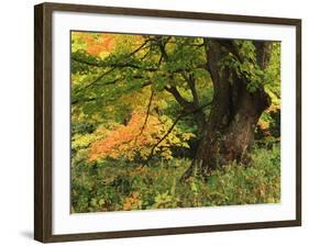 View of Autumn Forest, Vermont, USA-Walter Bibikow-Framed Photographic Print