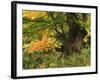 View of Autumn Forest, Vermont, USA-Walter Bibikow-Framed Photographic Print