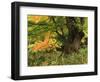 View of Autumn Forest, Vermont, USA-Walter Bibikow-Framed Photographic Print