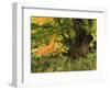 View of Autumn Forest, Vermont, USA-Walter Bibikow-Framed Photographic Print