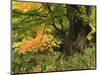 View of Autumn Forest, Vermont, USA-Walter Bibikow-Mounted Photographic Print