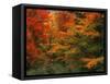 View of Autumn Forest, Vermont, USA-Walter Bibikow-Framed Stretched Canvas