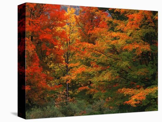 View of Autumn Forest, Vermont, USA-Walter Bibikow-Stretched Canvas