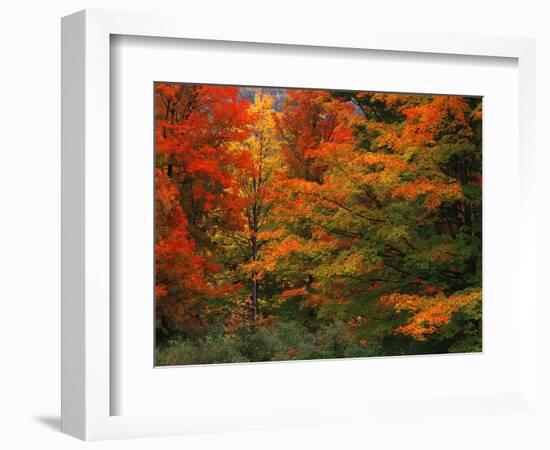 View of Autumn Forest, Vermont, USA-Walter Bibikow-Framed Photographic Print