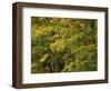 View of Autumn Forest, Vermont, USA-Walter Bibikow-Framed Photographic Print