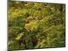 View of Autumn Forest, Vermont, USA-Walter Bibikow-Mounted Photographic Print