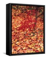 View of Autumn Japanese Maple Flora, Washington Park, Seattle, Washington, USA-Stuart Westmorland-Framed Stretched Canvas