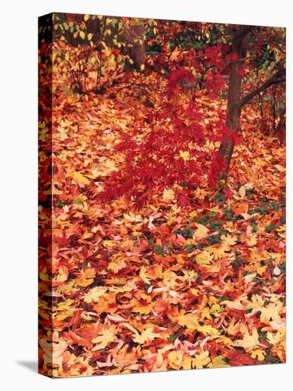 View of Autumn Japanese Maple Flora, Washington Park, Seattle, Washington, USA-Stuart Westmorland-Stretched Canvas