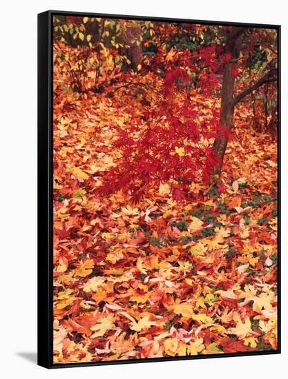 View of Autumn Japanese Maple Flora, Washington Park, Seattle, Washington, USA-Stuart Westmorland-Framed Stretched Canvas