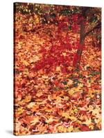 View of Autumn Japanese Maple Flora, Washington Park, Seattle, Washington, USA-Stuart Westmorland-Stretched Canvas