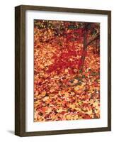 View of Autumn Japanese Maple Flora, Washington Park, Seattle, Washington, USA-Stuart Westmorland-Framed Photographic Print