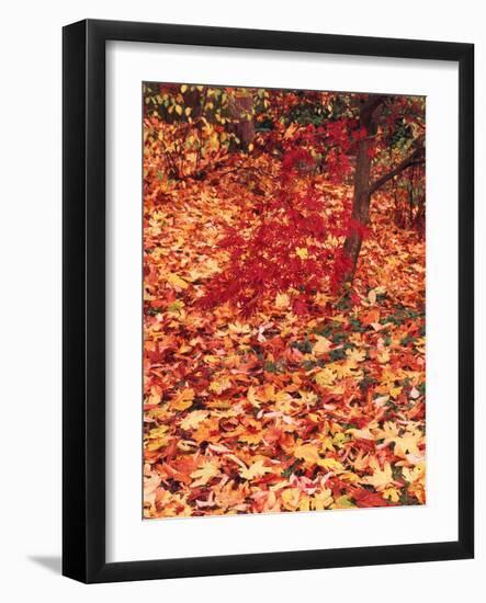 View of Autumn Japanese Maple Flora, Washington Park, Seattle, Washington, USA-Stuart Westmorland-Framed Photographic Print
